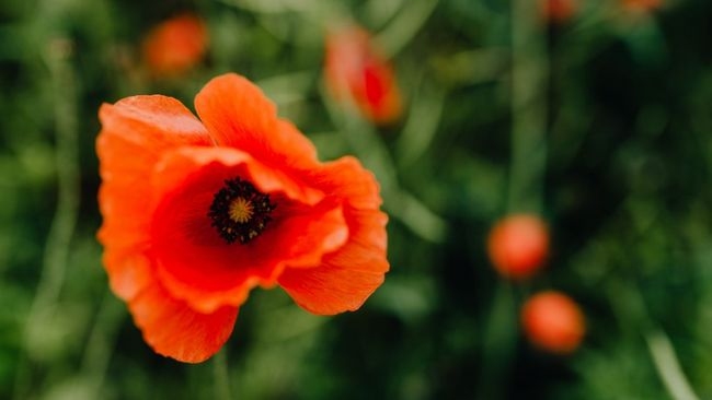 一厢情愿生肖猪插图