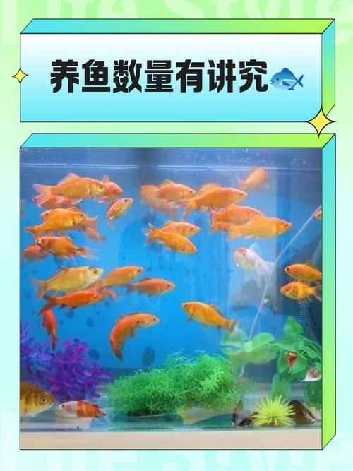 养鱼数量与风水，揭秘不同数量的鱼对财运的影响及注意事项，建议，养几条鱼旺财？鱼缸摆放须知，了解这些才能招好运！插图