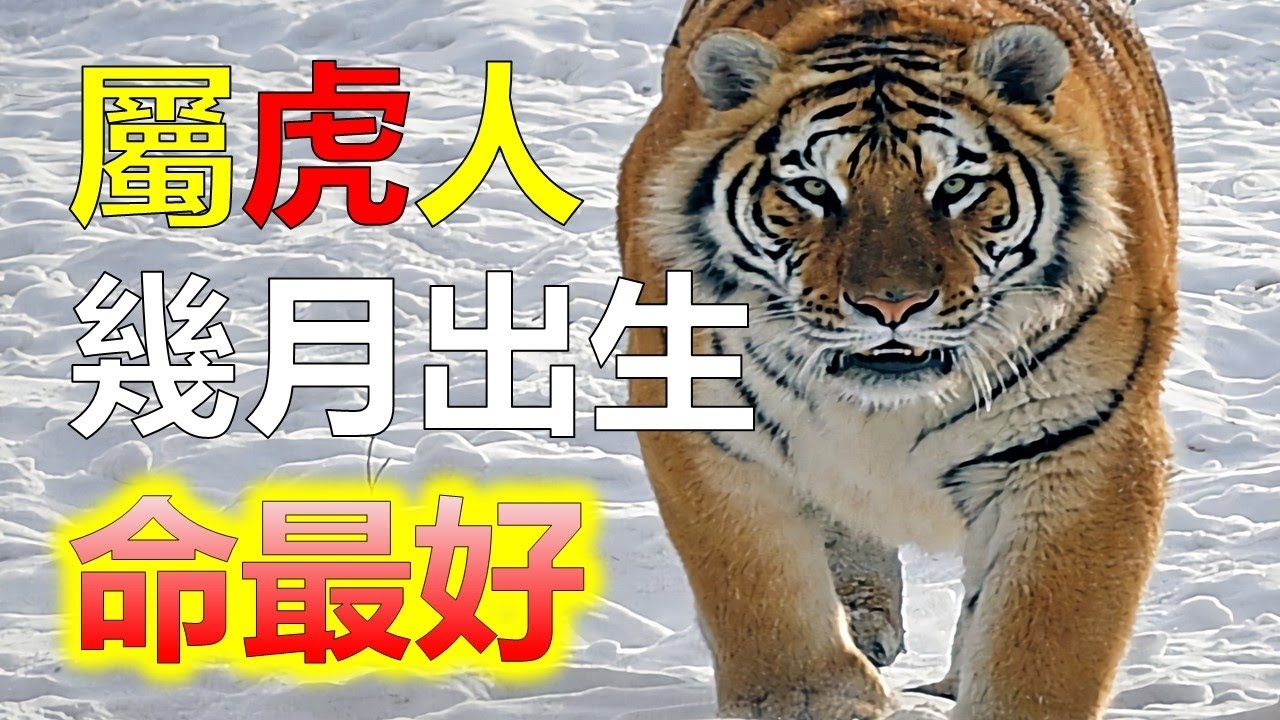 有勇无谋指的生肖,虎。插图 有勇无谋指的生肖,虎。插图