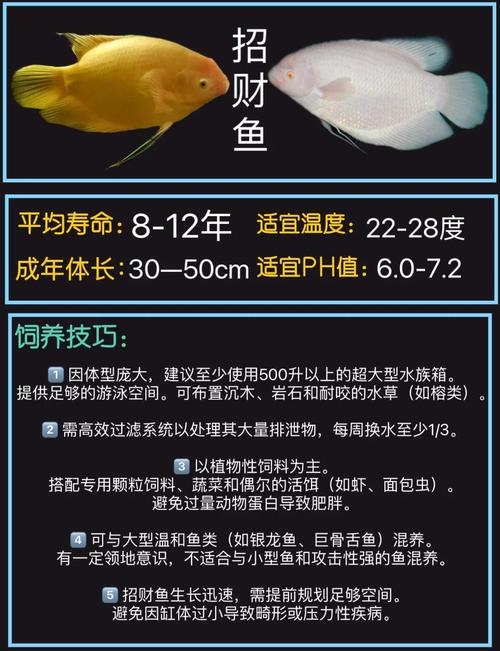 招财鱼品种解析，金鱼与黄颡鱼的财富象征及养鱼风水建议插图