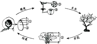周而复始指的是生肖鼠，循环往复的象征，新的开始与结束紧密相连。插图