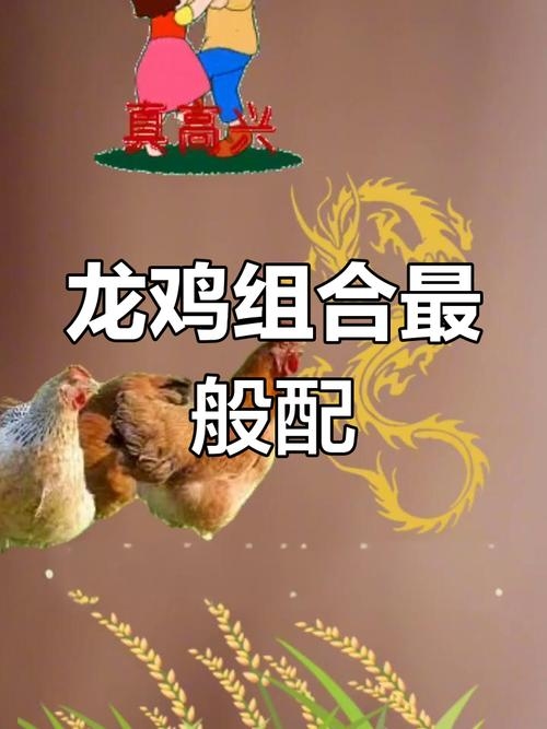 争风吃醋的生肖是鸡还是龙？插图