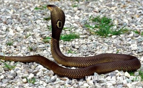 周公解梦详解，梦见蛇等梦境的象征意义与预测吉凶的解读插图