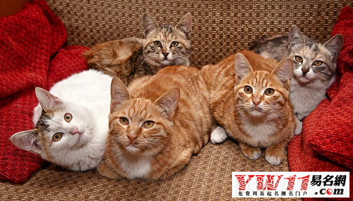 周公解梦详解,已婚女梦见被猫咬的多重含义与预示插图 周公解梦详解,已婚女梦见被猫咬的多重含义与预示插图