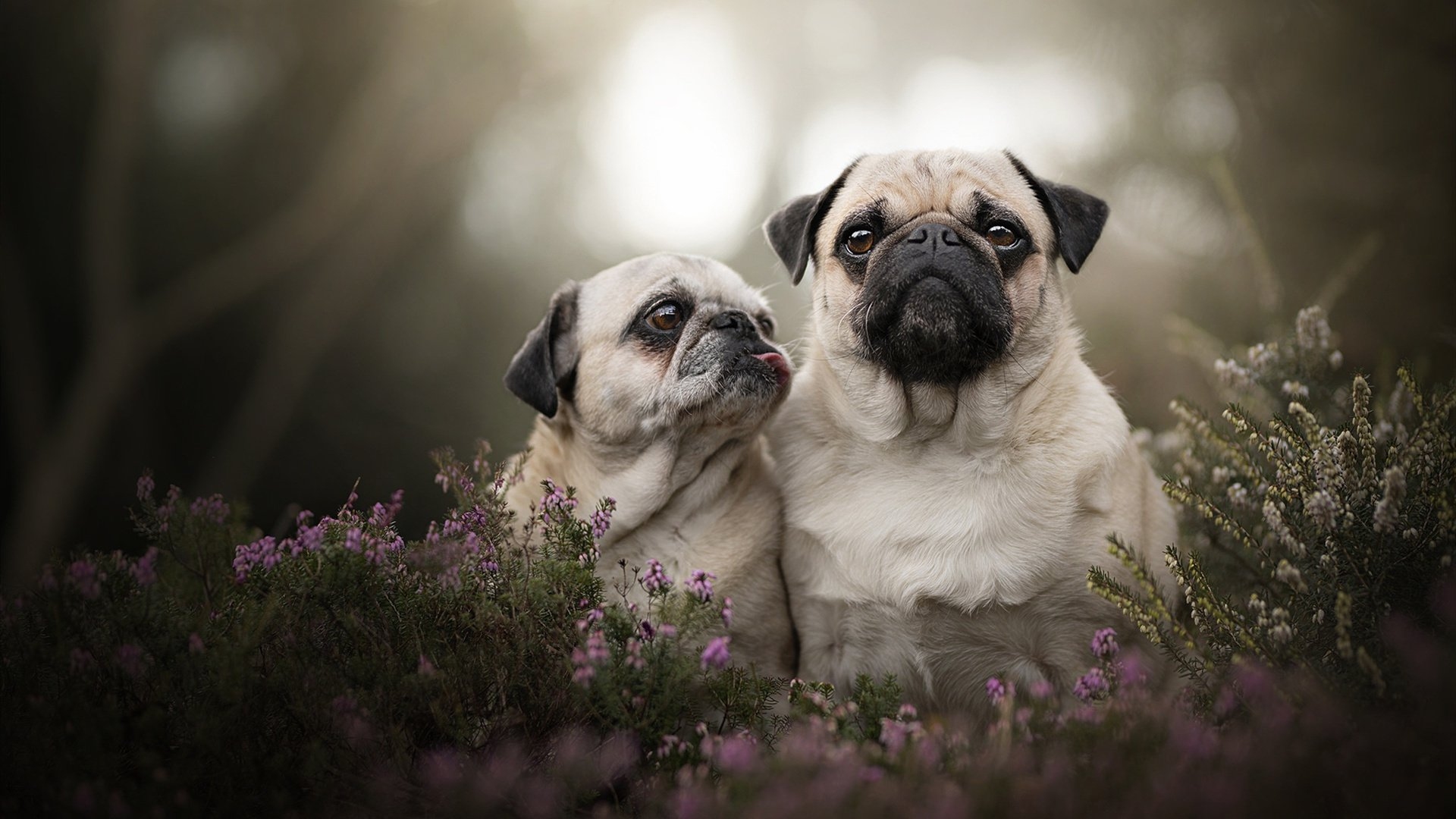 周公解梦大全，免费查询与深度解读梦境的指南插图