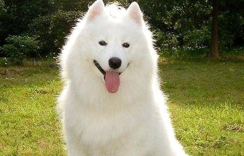 做梦被狗咬，梦境解析与预示，简洁明了地概括了文章的主要内容，对梦中被狗咬的各种解读和预测进行了梳理和分析。插图