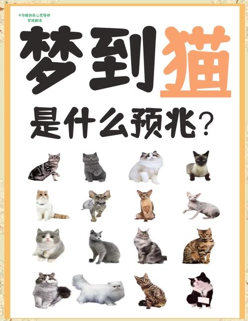 做梦梦见猫的寓意解析，好运、财富与情感象征插图