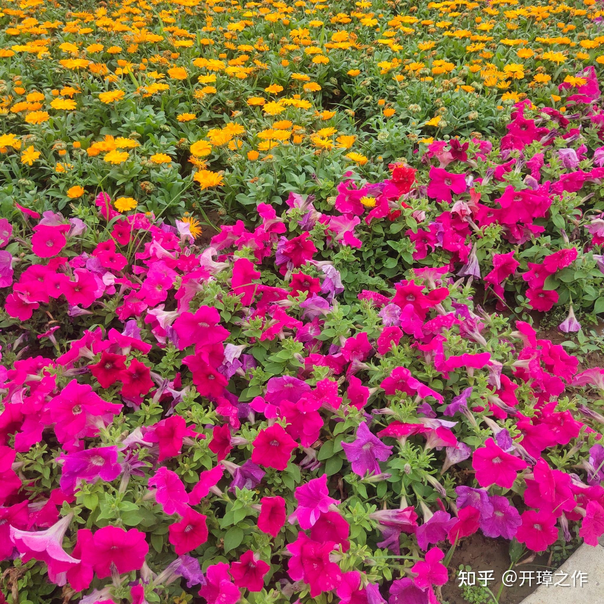 最美QQ网名精选，花草、动物、风景与诗意之选插图