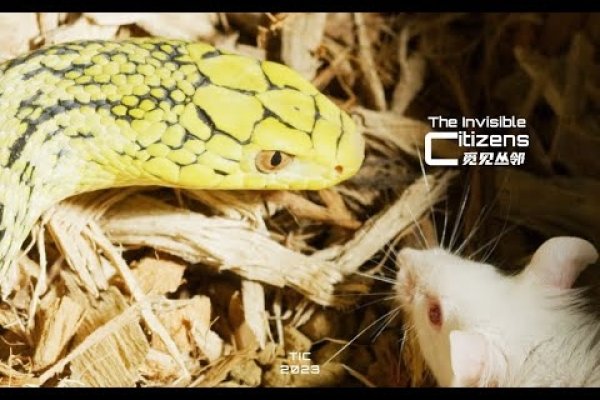 暗藏杀机指蛇。-红迪亚