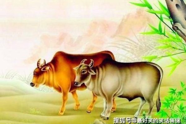 安身立命，首选生肖牛。-红迪亚