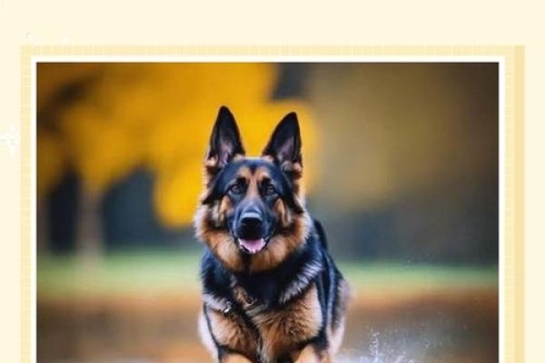 安身之狗，忠诚安稳的象征-红迪亚