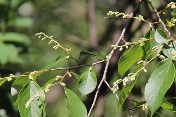 安香在黄历中的意义-红迪亚