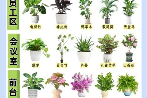 办公室植物摆放风水详解，如何提升财运与事业运建议，揭秘办公室植物摆放的风水之道，助力事业腾飞-红迪亚