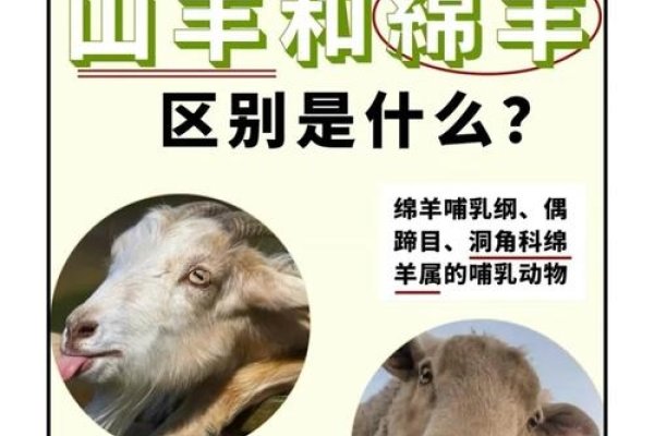 半斤八两猜生肖的谜底是羊。-红迪亚