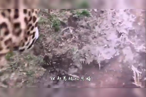 班门弄斧打一生肖，答案汇总，猪、虎为主流答案。-红迪亚