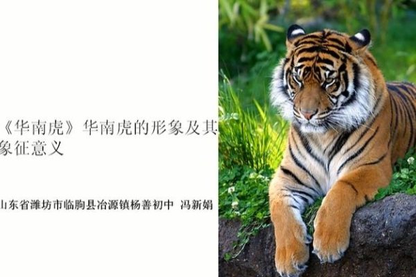 北门南牙与生肖虎有关，解析背后的文化象征和含义-红迪亚