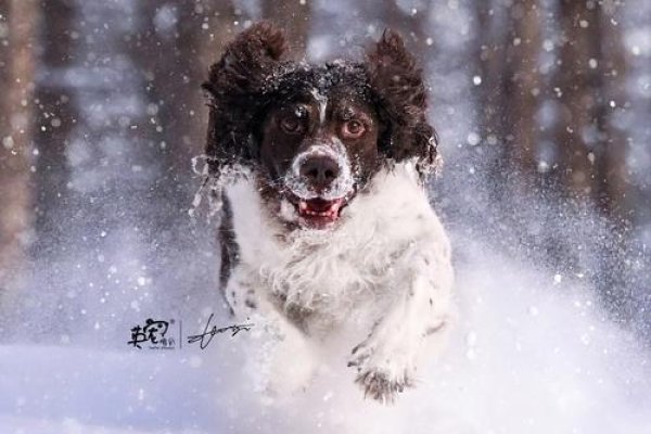 冰天雪地生肖狗-红迪亚