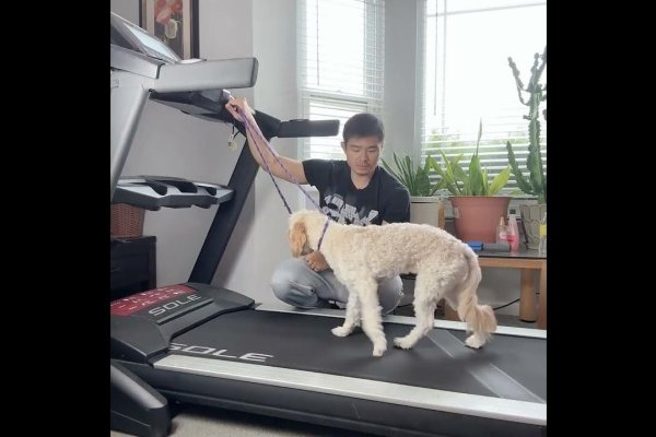 比特犬训练方法与跑步机使用指南，强化耐力、咬合力与体能训练-红迪亚
