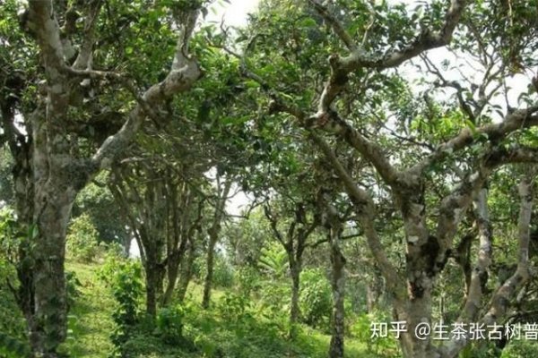 白蜡金命解析，命运特点与影响-红迪亚