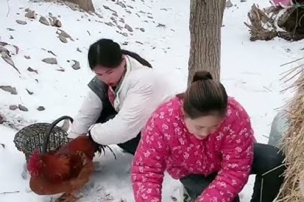 比翼双飞打一生肖鸡-红迪亚