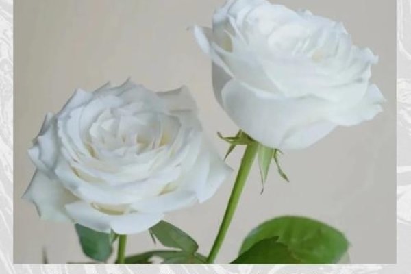 白玫瑰的送花禁忌-红迪亚