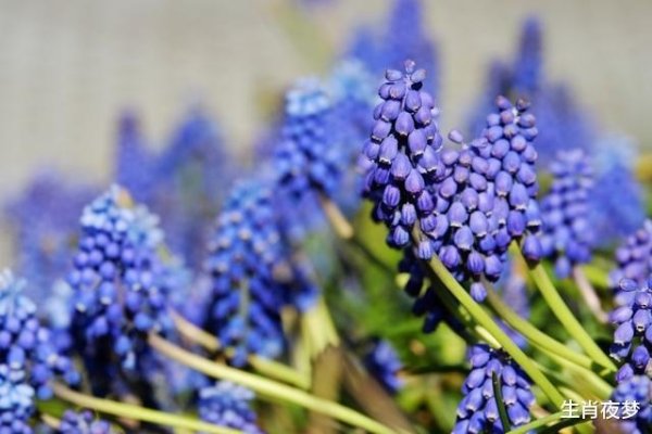 层出不穷生肖鼠-红迪亚