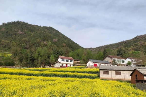 陈村厕所门与油菜花观赏路线推荐及招财植物介绍，最佳线路、富贵竹和酒楼风水布局解析-红迪亚