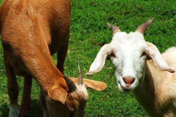 春光灿烂天气好生肖羊-红迪亚