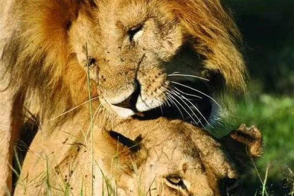 草行露宿解生肖，蛇的坚韧与生存之道-红迪亚