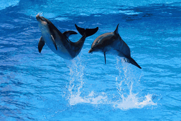 重庆男孩聊天室中的海豚象征与天使的爱情故事，爱、智慧、重逢的约定-红迪亚