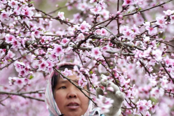 春色红梅香万树，生肖鸡独领风骚。-红迪亚