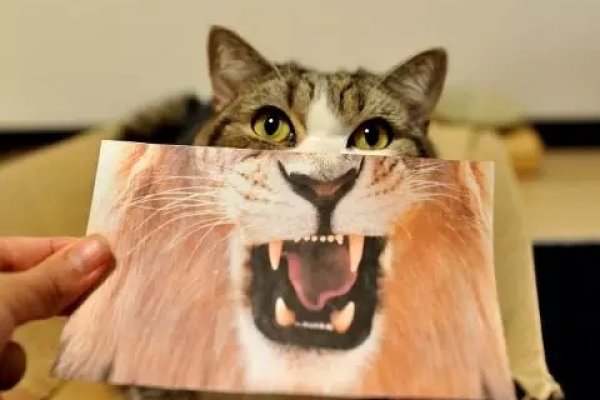 穿街过巷指鼠行天下-红迪亚