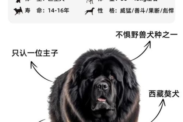 藏獒名字精选，霸气母犬命名参考，供您参考，，藏獒母亲如何起名？这些建议帮你做决定！，母藏獒的专属名称——霸气与温柔的结合，为你的母藏獒寻找一个震撼的名字！，藏獒之母，起个独特而有力的名字！-红迪亚