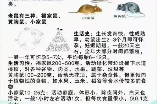 吃里扒外的生肖是鼠。-红迪亚