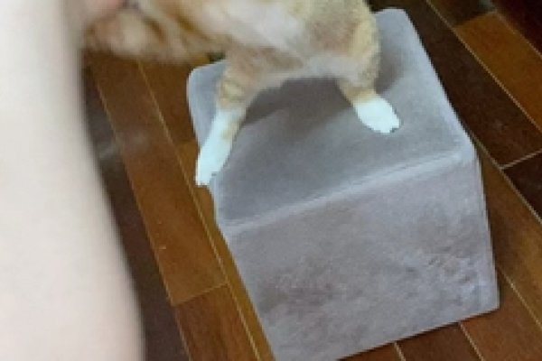 藏在角落的老鼠。-红迪亚