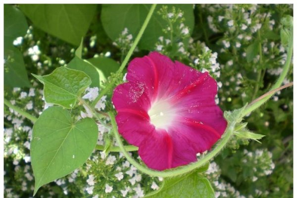 地动山摇生肖猴-红迪亚