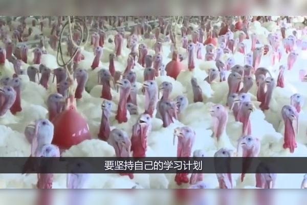 大材小用对应的生肖解析,鸡与牛皆成谜?-红迪亚