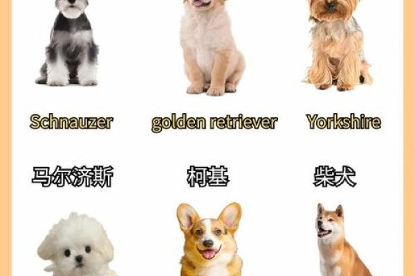 独一无二的狗狗名字（独一无二的狗狗名字英文名）-红迪亚