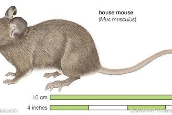东张西望关联生肖鼠，谨慎多疑，行为特点解析-红迪亚