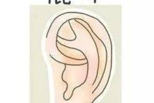 耳大福气来。-红迪亚