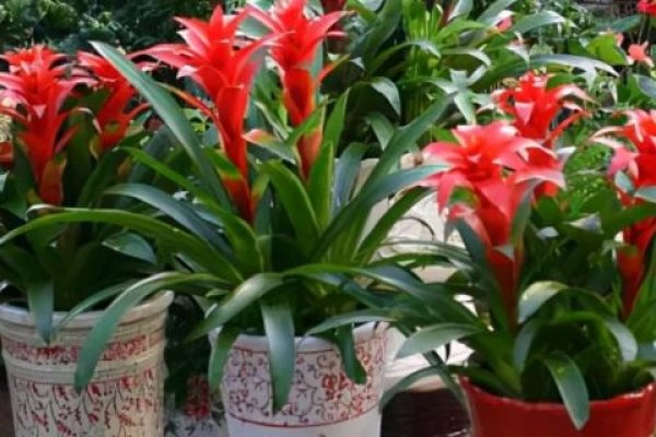 发财预兆，植物繁茂、鸟类筑巢与财富增长征兆，草木生长旺盛，家中风水佳预示财运提升。-红迪亚