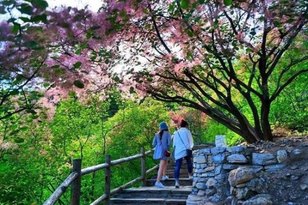 房山交友活动揭秘，康养、黄栌花节与徒步路线探索-红迪亚