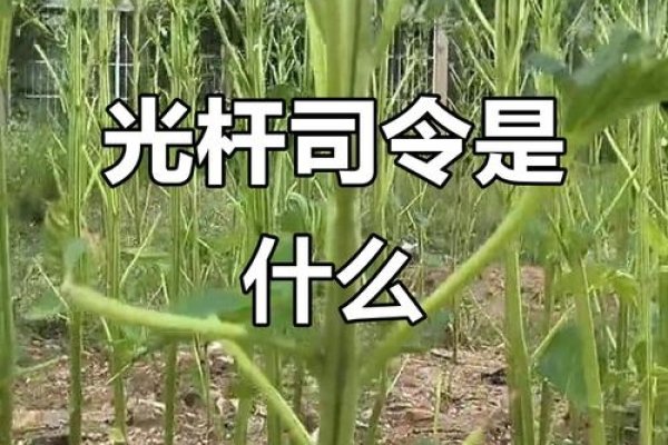 光杆司令是猴。-红迪亚