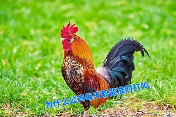 公鸡时辰打鸣-红迪亚