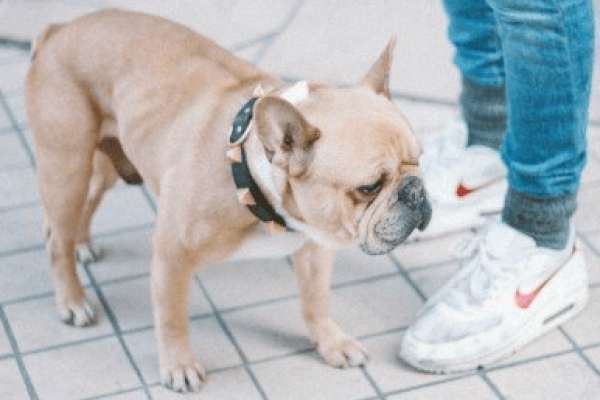 搞笑狗名大全-红迪亚