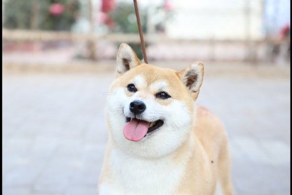 给狗狗起名字，寓意好运与财富的名字精选-红迪亚