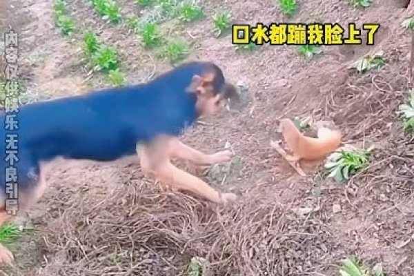 搞笑宠物名字集锦，从霸气到沙雕，一网打尽！-红迪亚