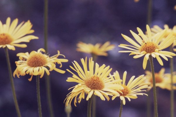 光阴荏苒生肖马-红迪亚