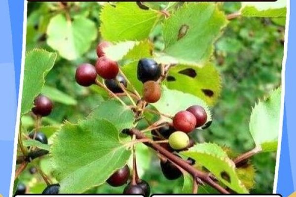 红果绿叶同一树与生肖的奇妙联系-红迪亚