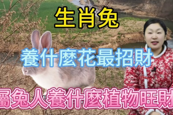 花好月圆生肖兔-红迪亚